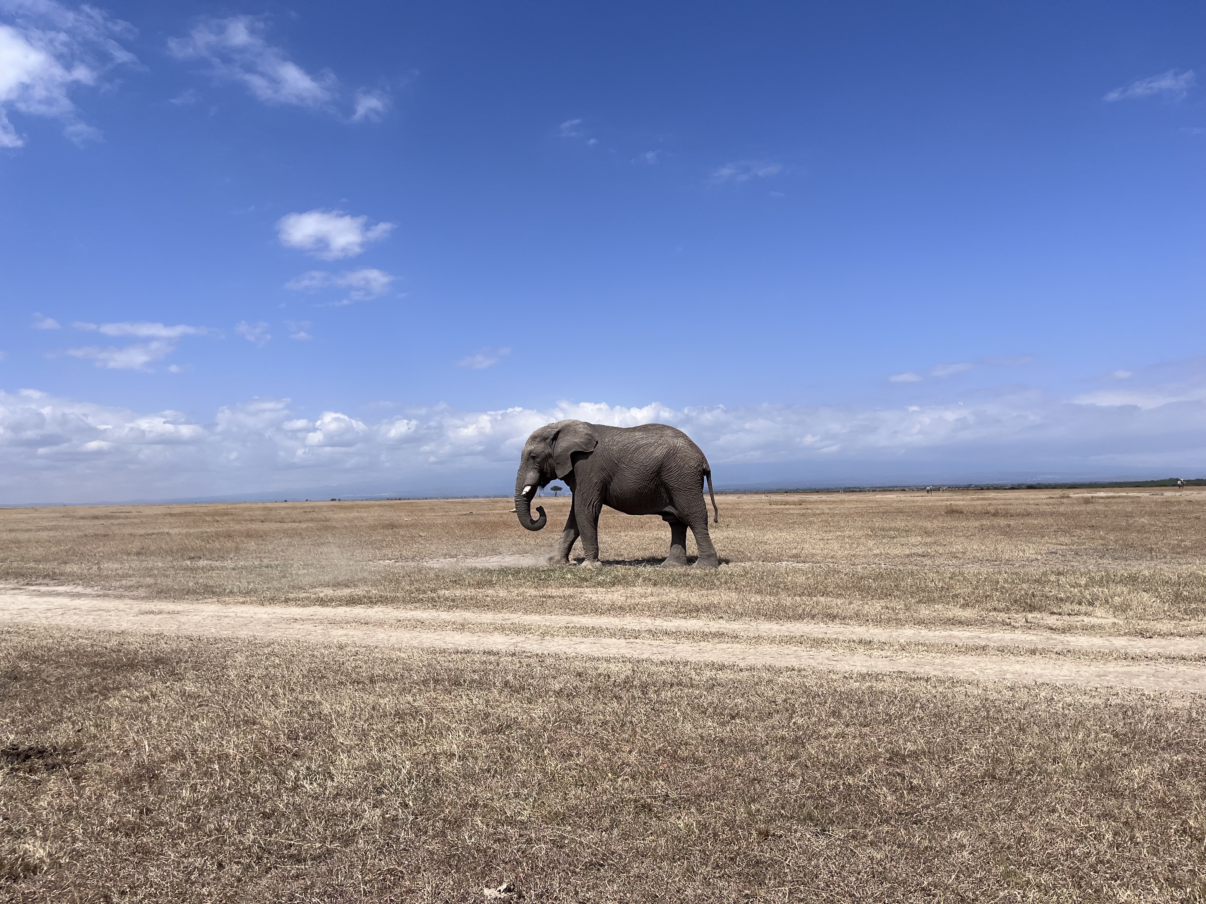 Kenya Volunteer